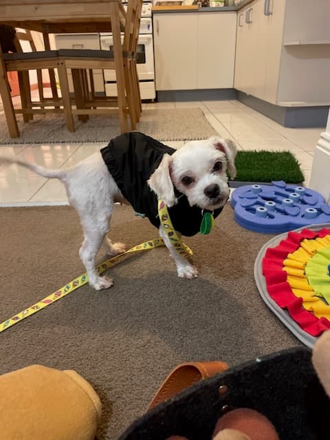 Ellie before adoption