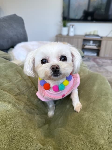 Piglet now, in her pompom jumper