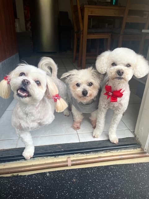Alfie, Ellie and Billie together